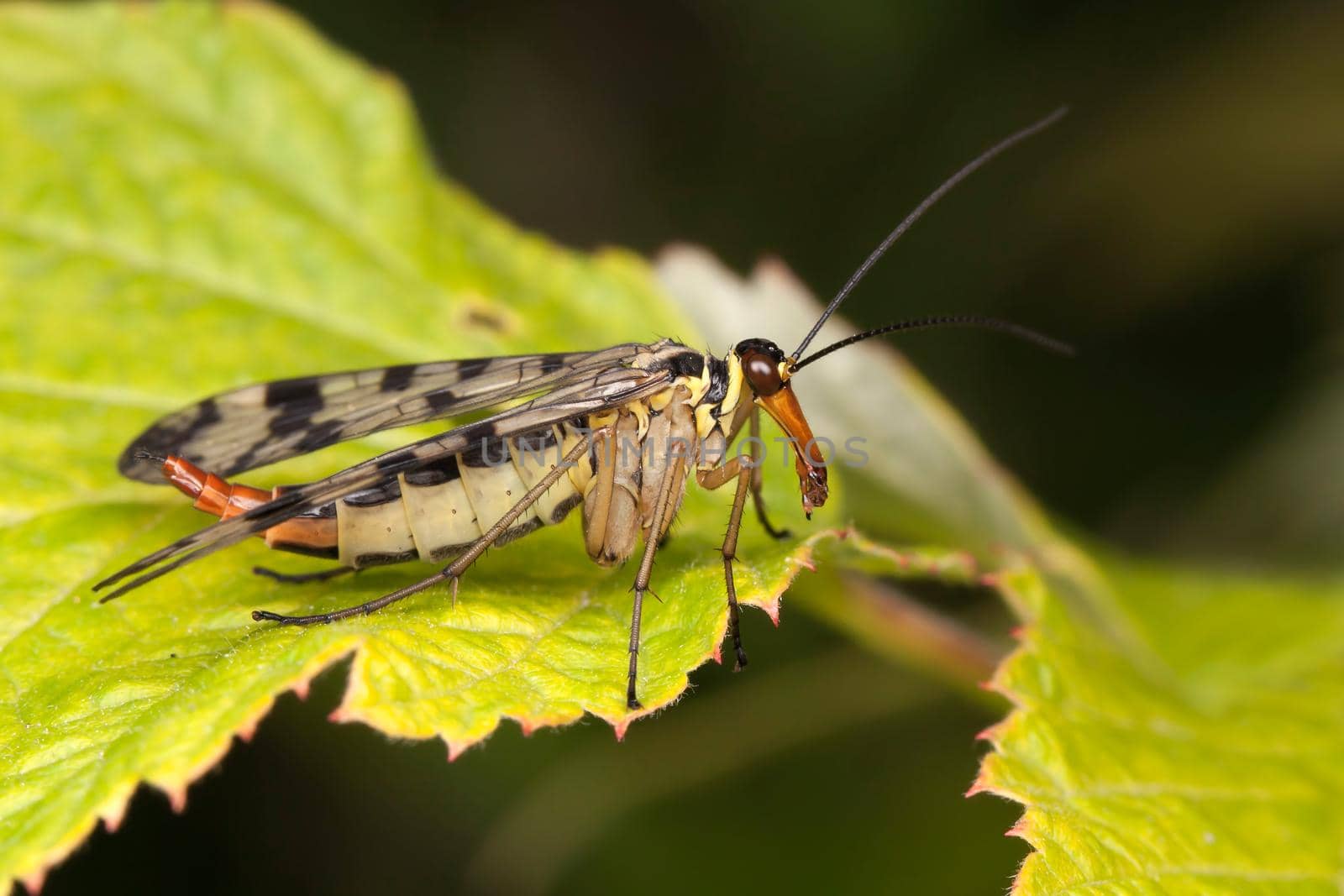 Mecoptera fly like a scorpion on the yellow leaf