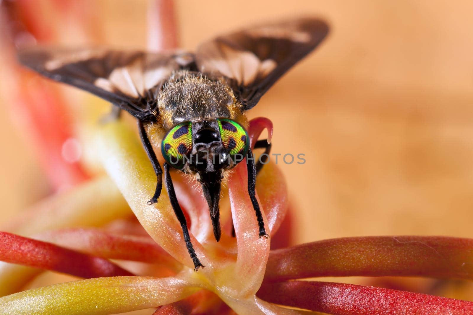 Deer fly and her big beautiful eyes
