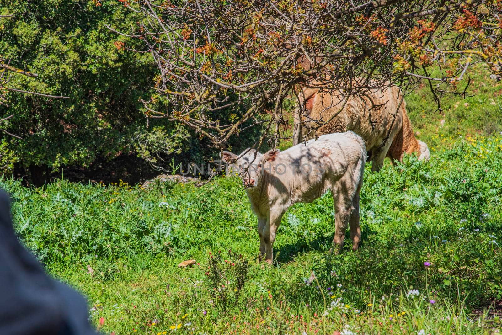 A herd of cows and a calf grazing on grass in front of a forest. Travel concept hiking. North District Israel. High quality photo