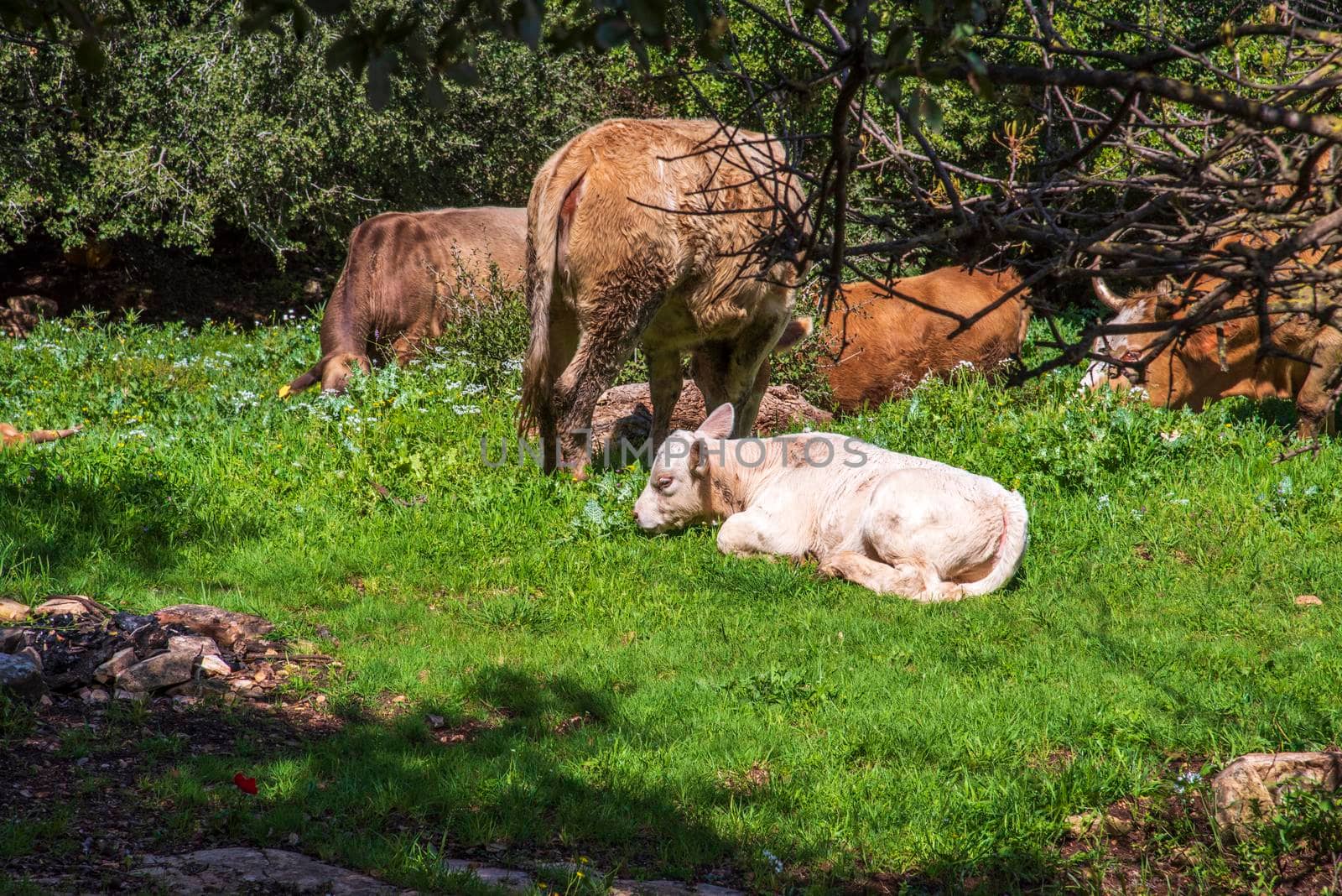 A herd of cows and a calf grazing on grass in front of a forest. Travel concept hiking. North District Israel. High quality photo