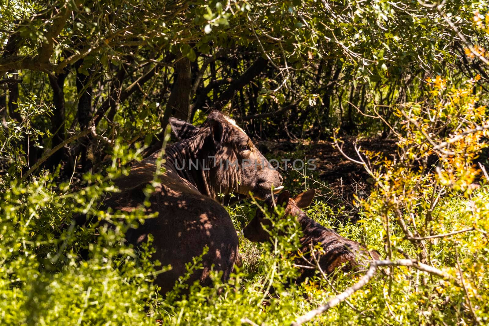 A herd of cows and a calf grazing on grass in front of a forest. Travel concept hiking. North District Israel. High quality photo