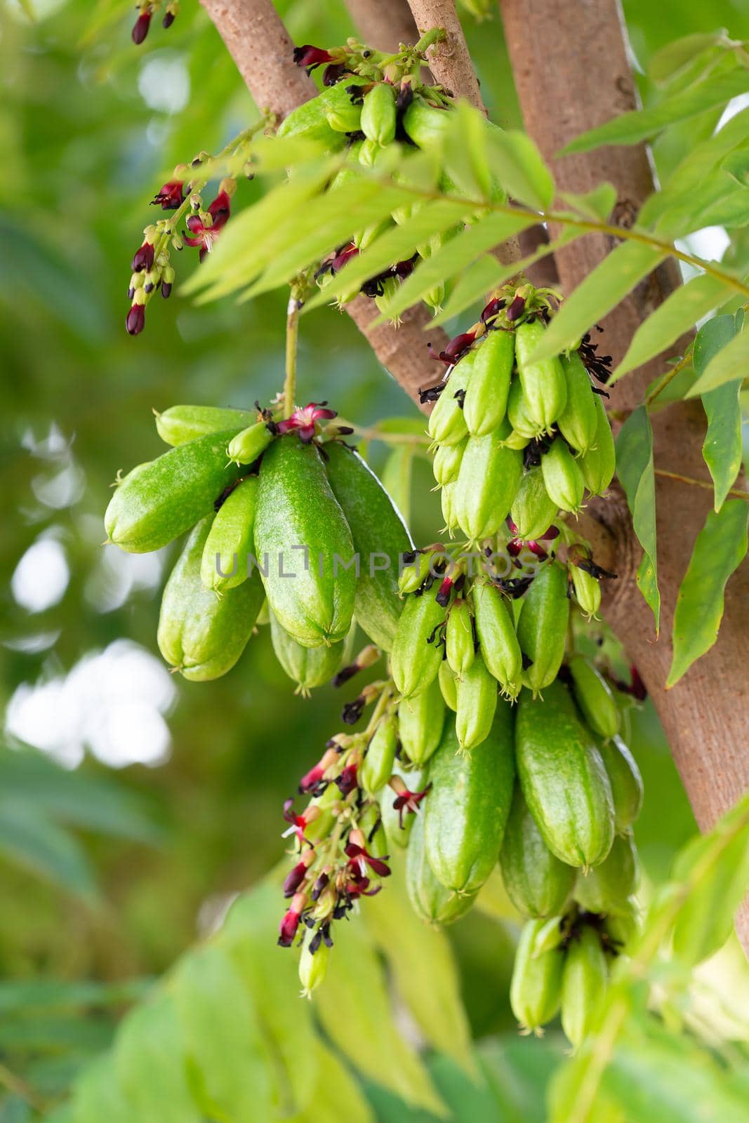 Closeup bunch of bilimbi fruit on tree in farm