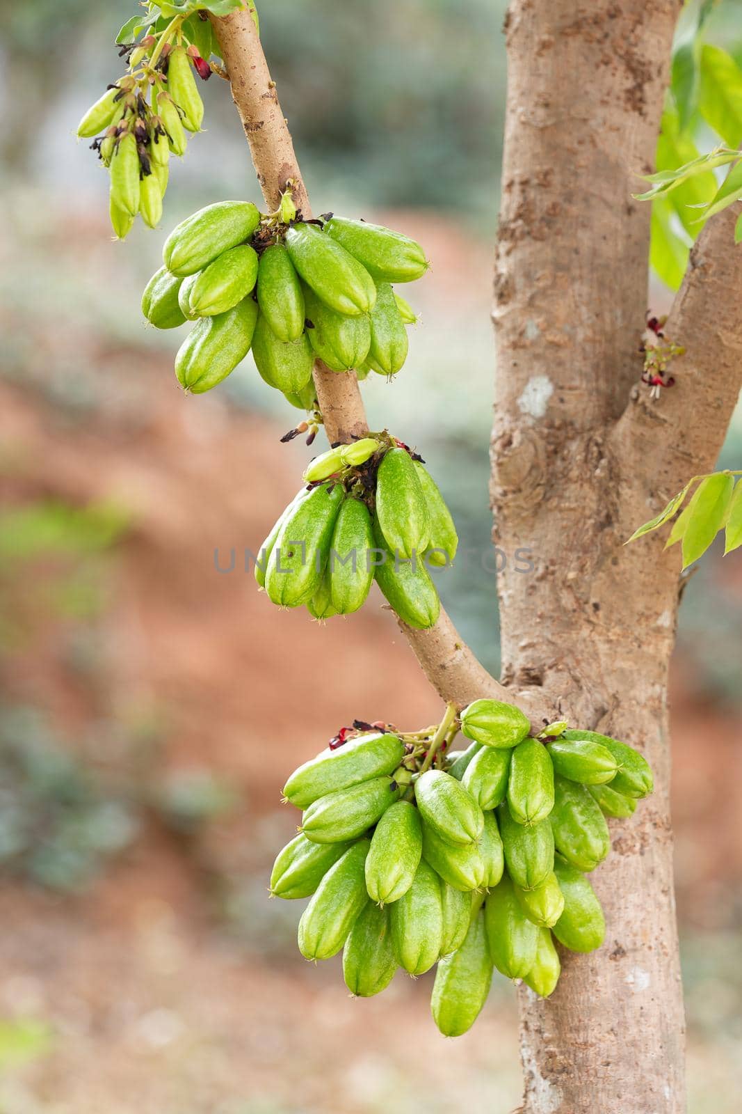 Closeup bunch of bilimbi fruit on tree in farm