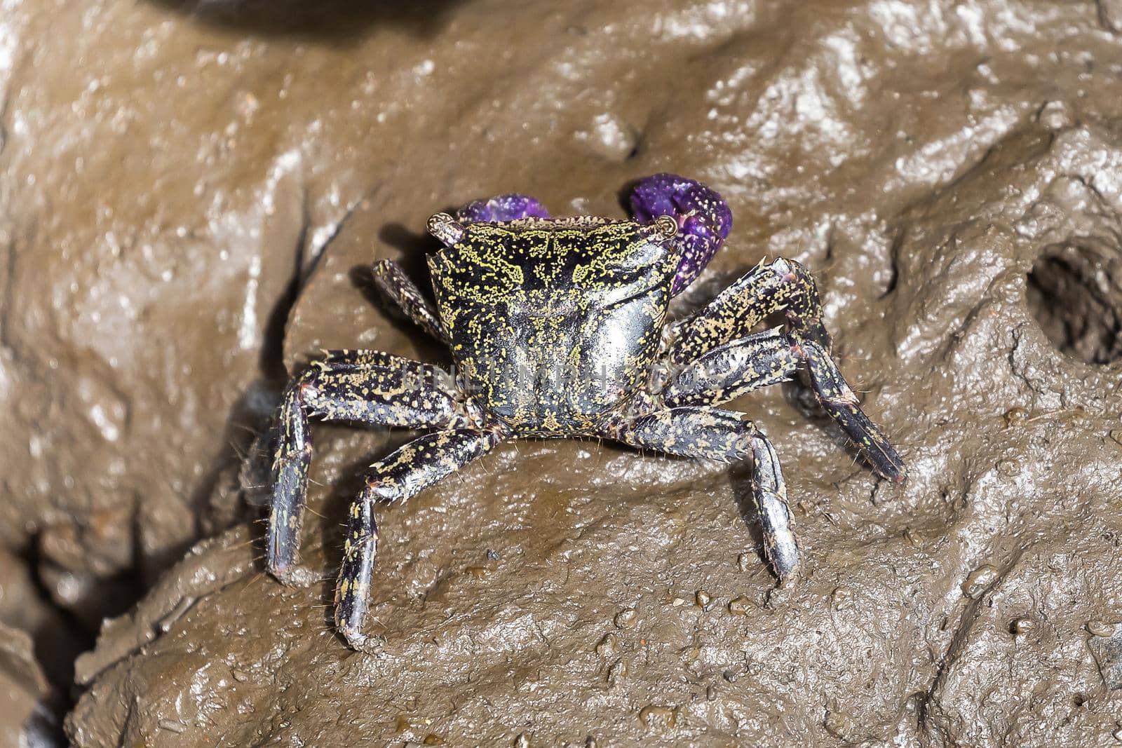 Closeup rock crab, metopograpsus frontalis latifrons on muddy in mangrove forest