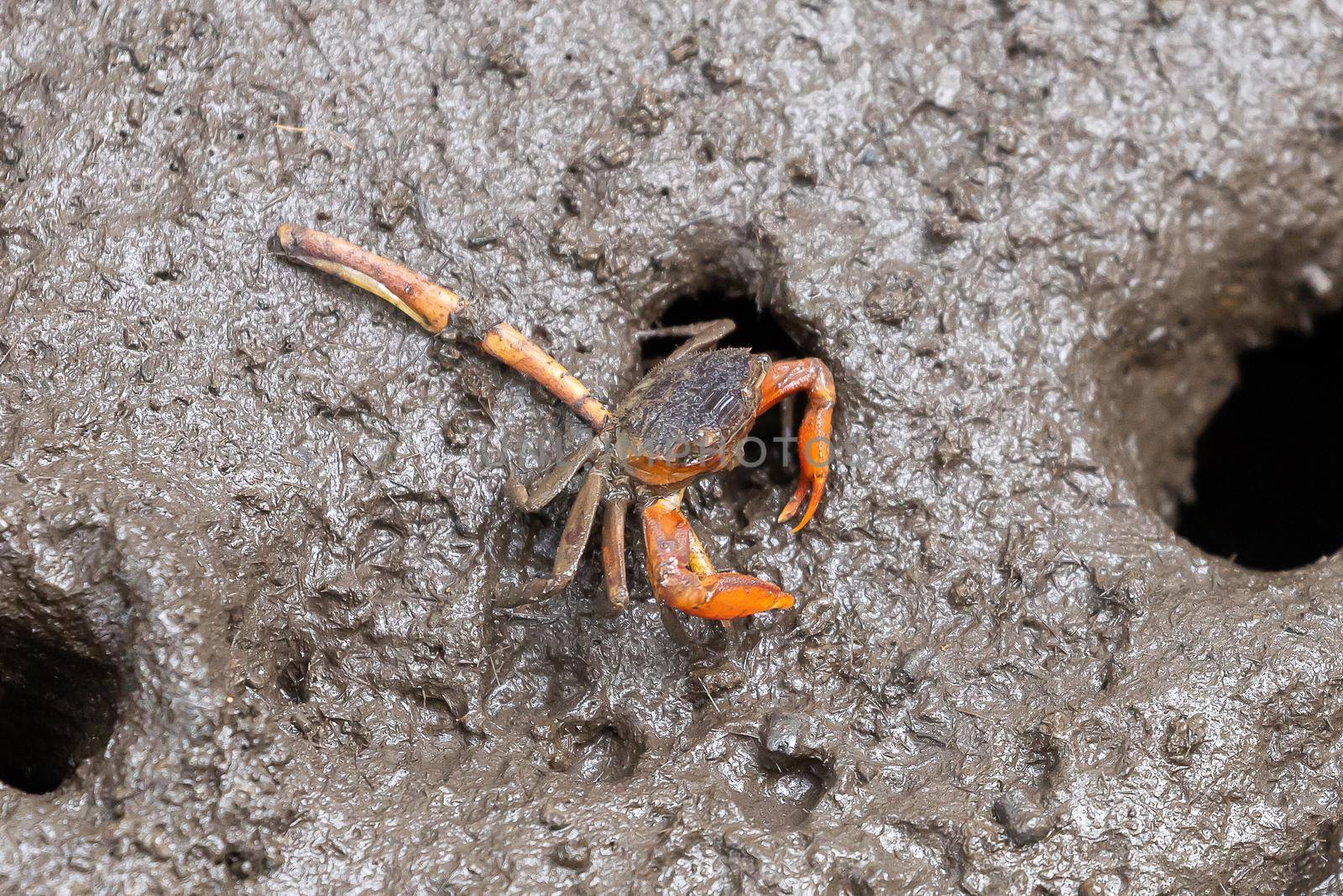 Closeup metaplax elegan crab on muddy in mangrove forest