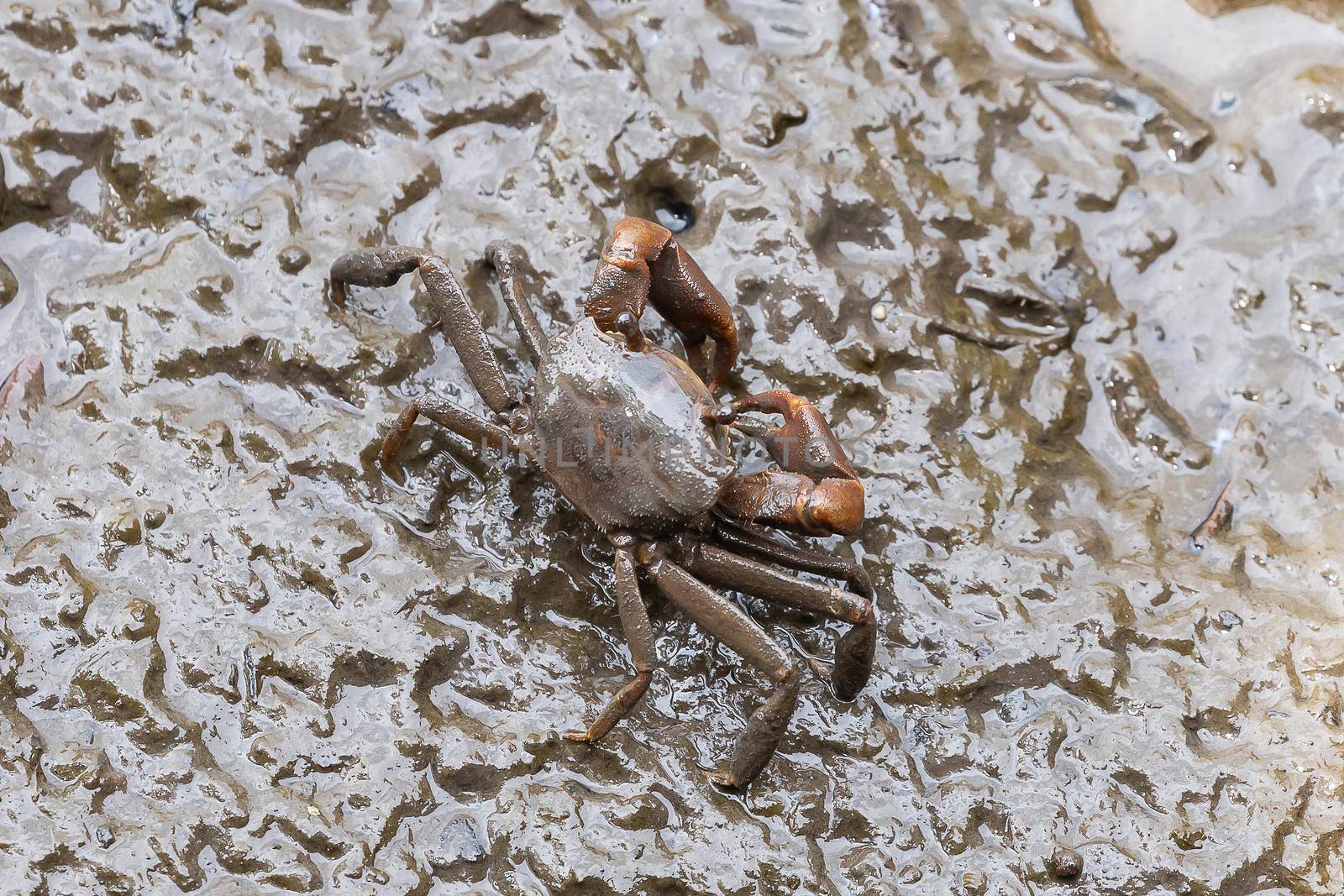 Closeup grapsidae metaplax crab on muddy in mangrove forest
grapsidae, metaplax