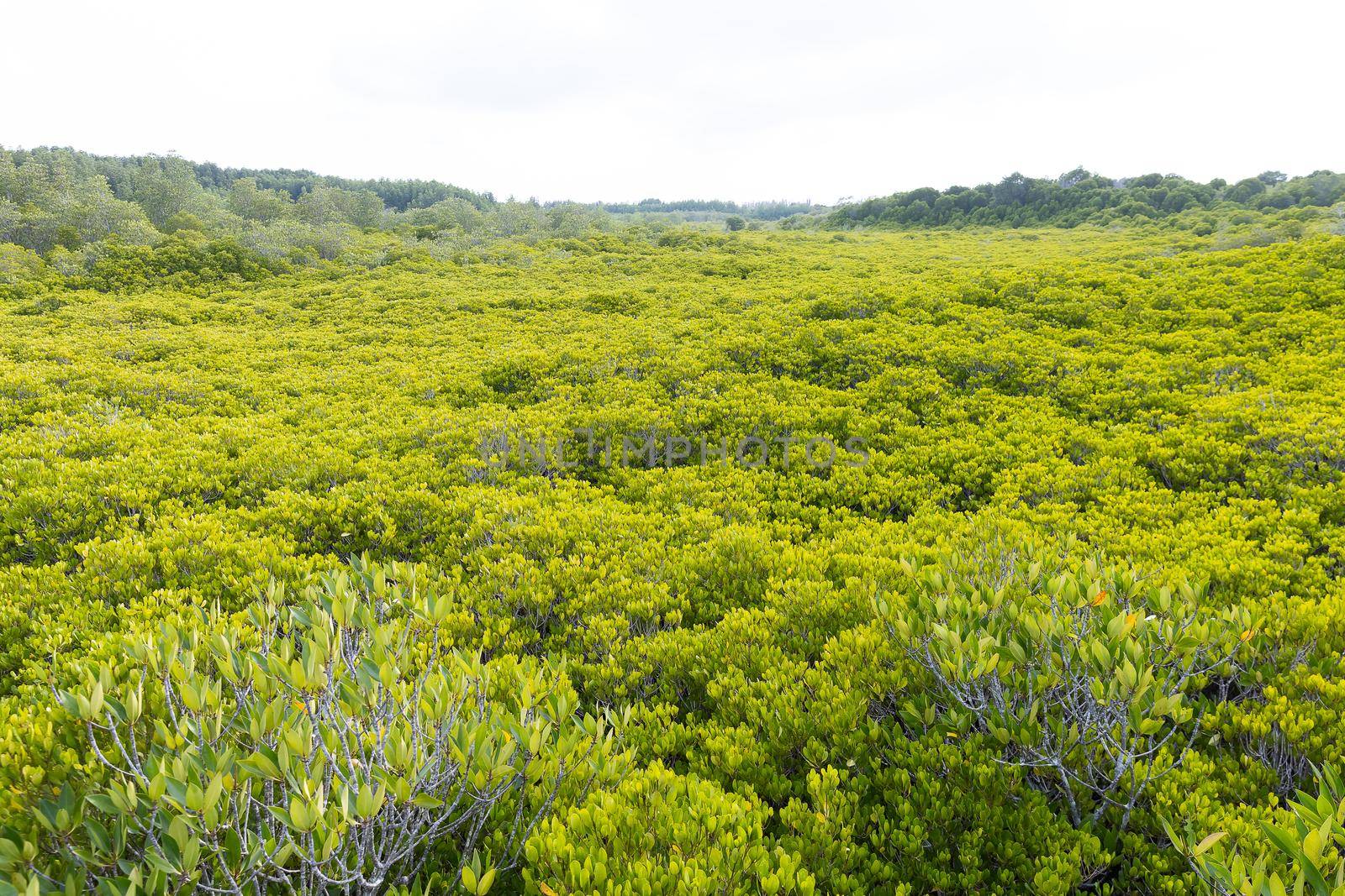 Ceriops tagal forest in wide mangrove area