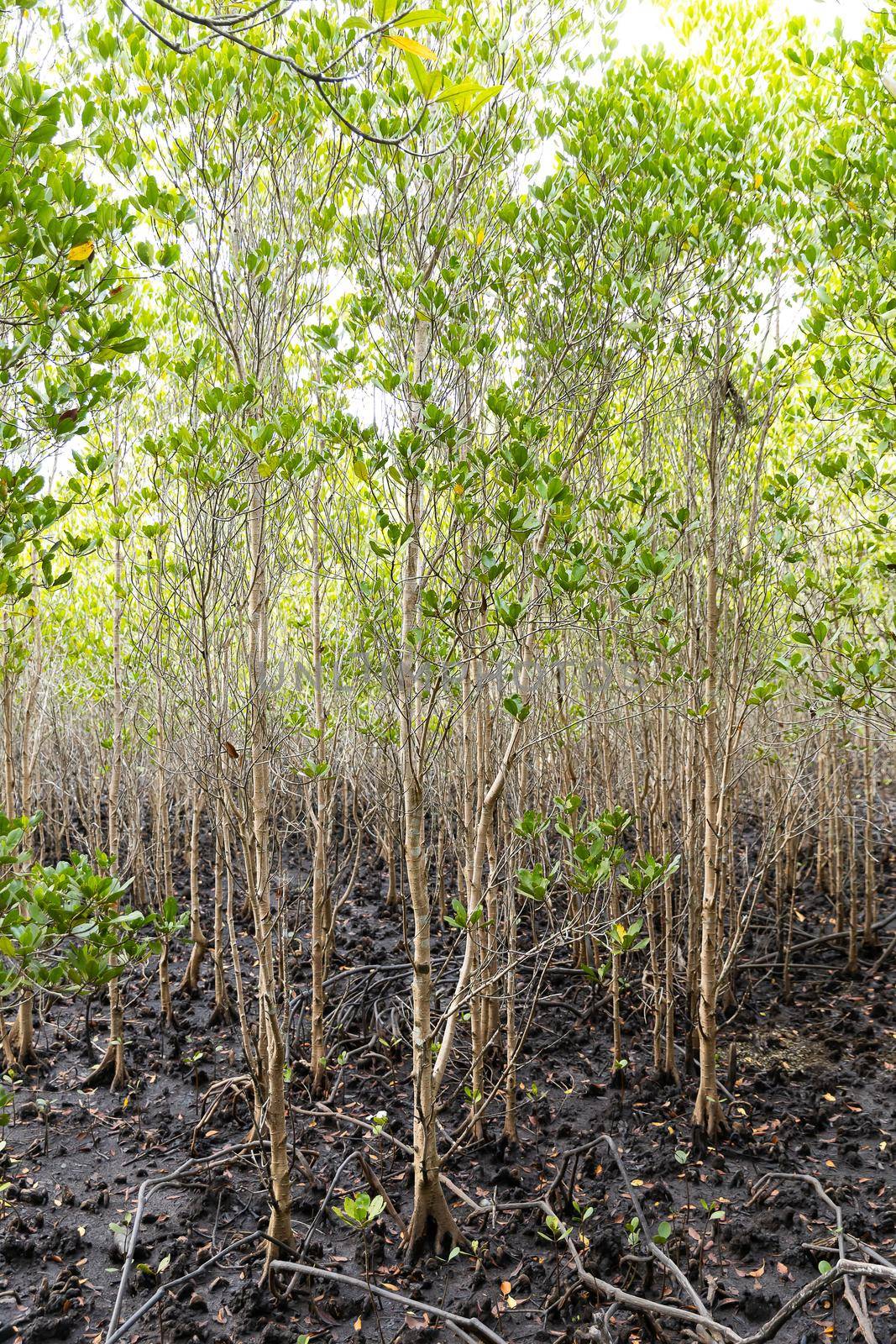 Rhizophora apiculata blume forest in red mangrove area, special tree with prop or buttress root and also for aerating