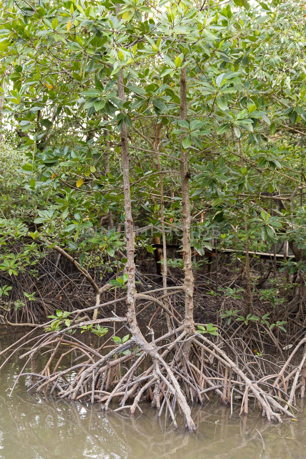 Rhizophora apiculata blume forest by smuay