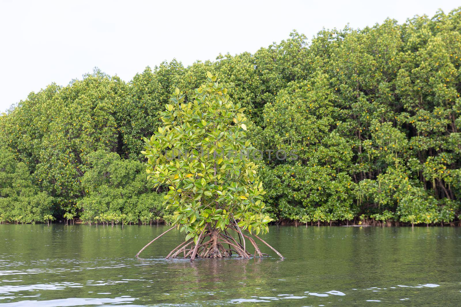 Rhizophora apiculata blume forest in mangrove area, special tree with prop or buttress root and also for aerating