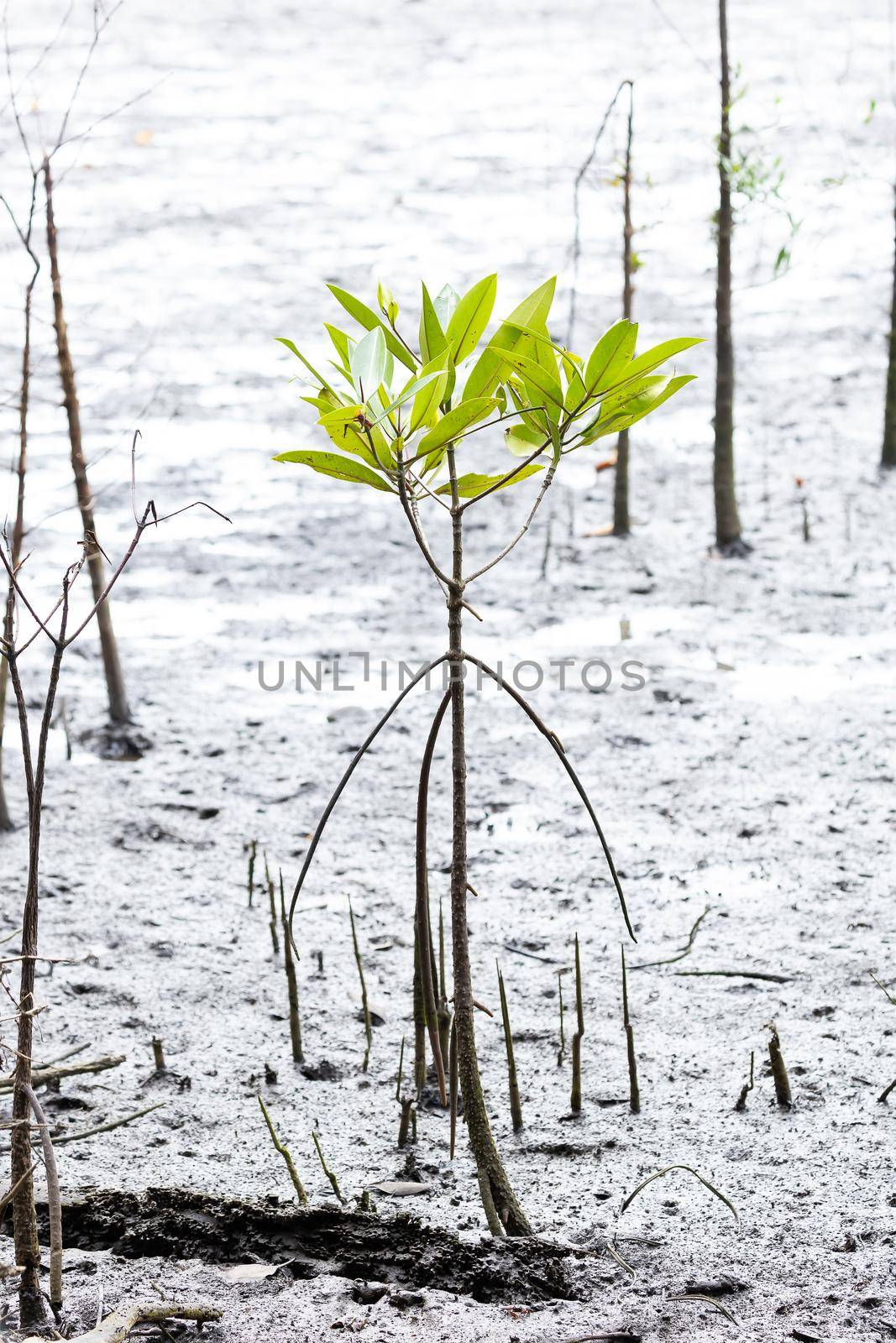 Rhizophora apiculata blume in red mangrove area, special tree with prop or buttress root and also for aerating