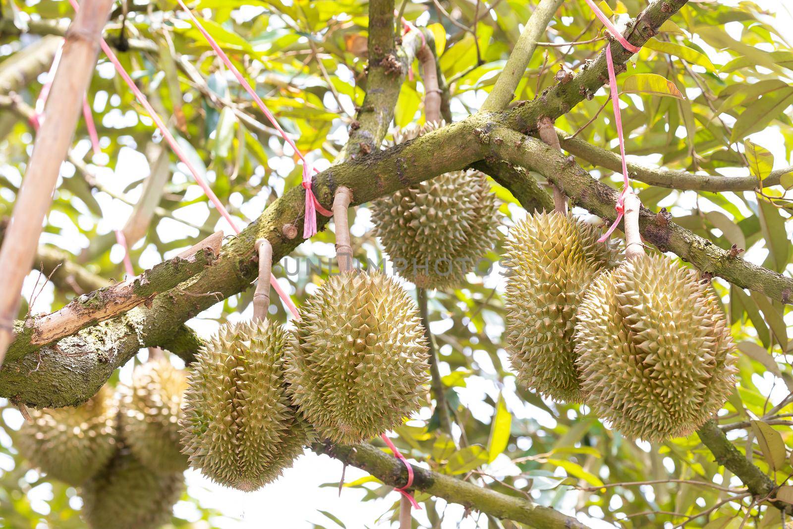 Monthong Durian fruit on tree by smuay