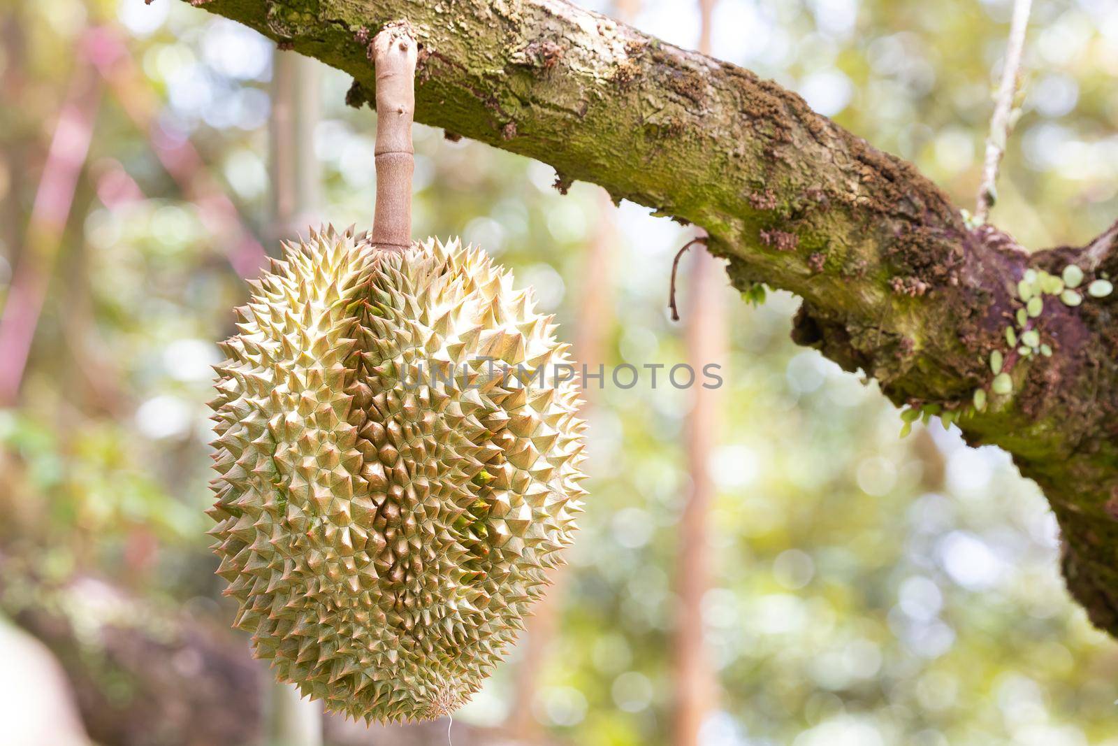 Monthong durian on tree, King of fruit from Thailand