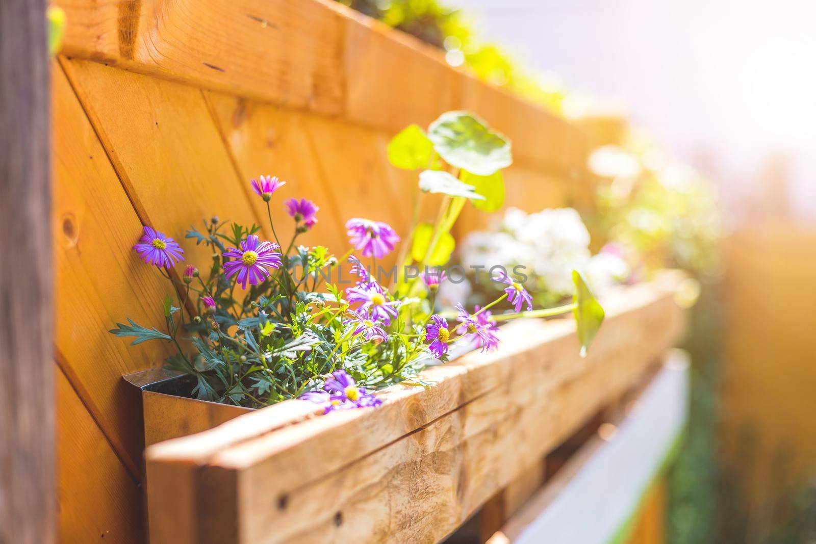 Spring flowers on self-made wooden flower box, euro palette