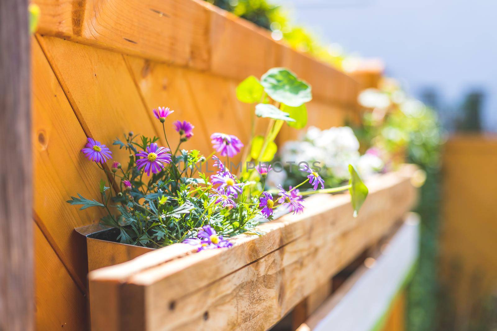 Spring flowers on self-made wooden flower box, euro palette