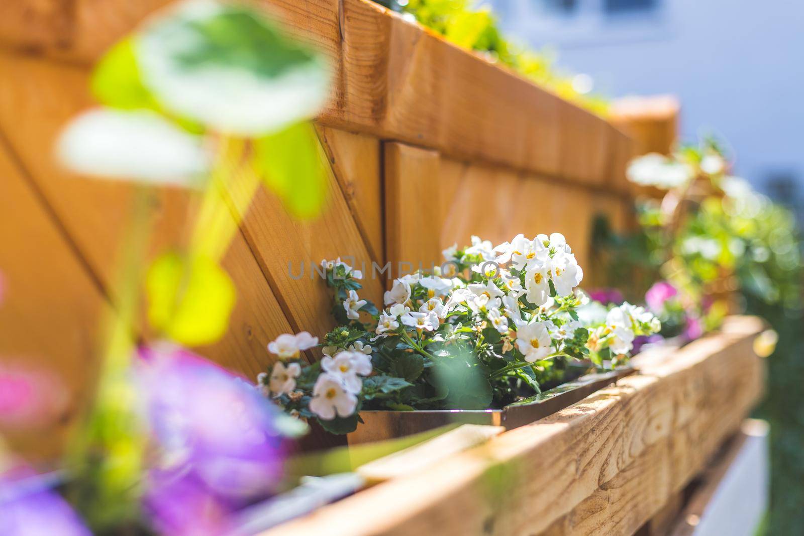 Spring flowers on self-made wooden flower box, euro palette