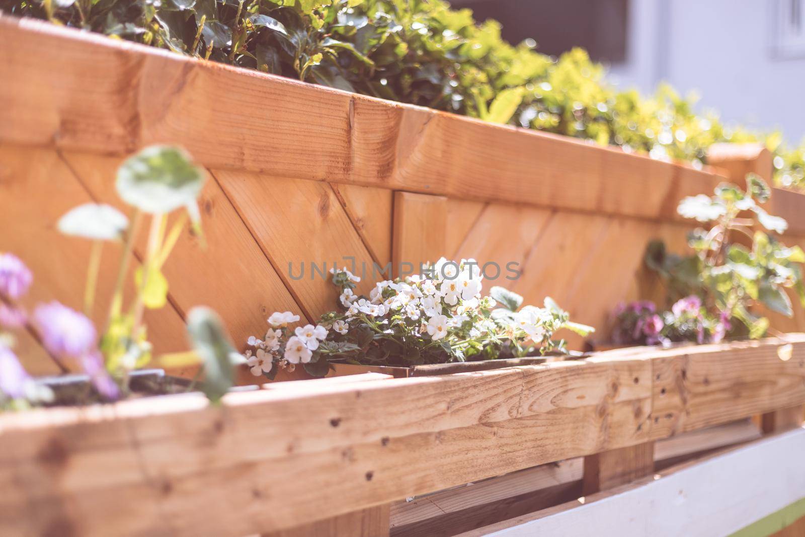 Spring flowers on self-made wooden flower box, euro palette