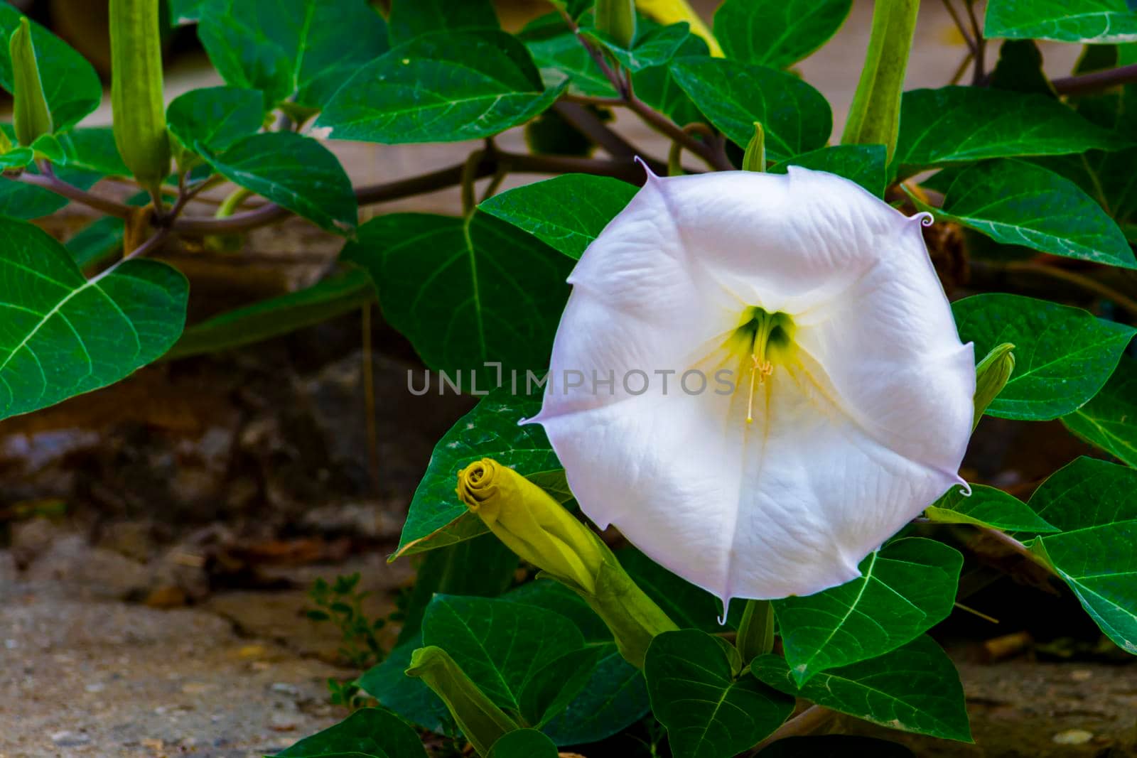 White is a big petunia flower. Sunny autumn day. Front view. by Essffes
