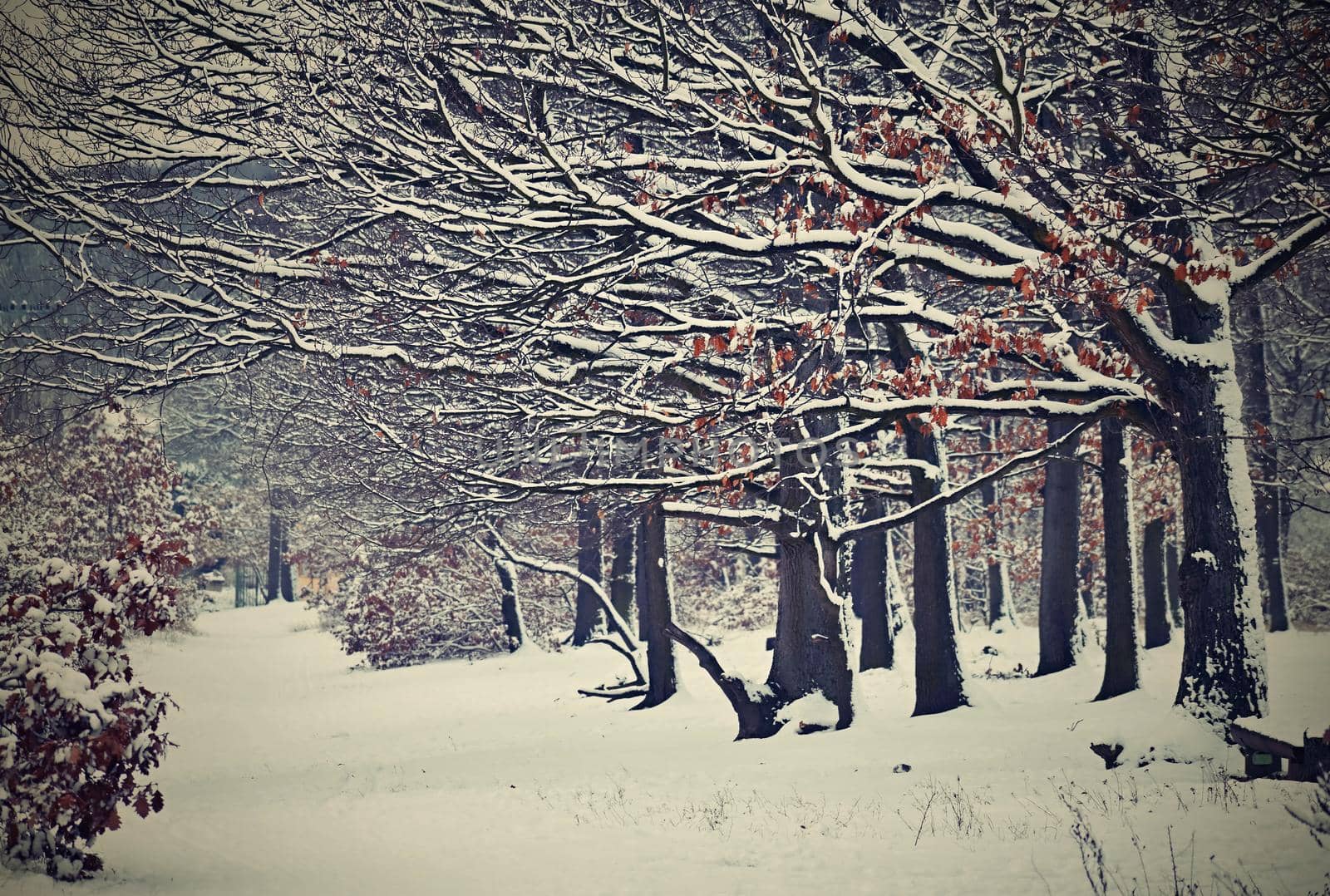 Winter landscape - frosty trees in the forest. Nature covered with snow. Beautiful seasonal natural background. by Montypeter