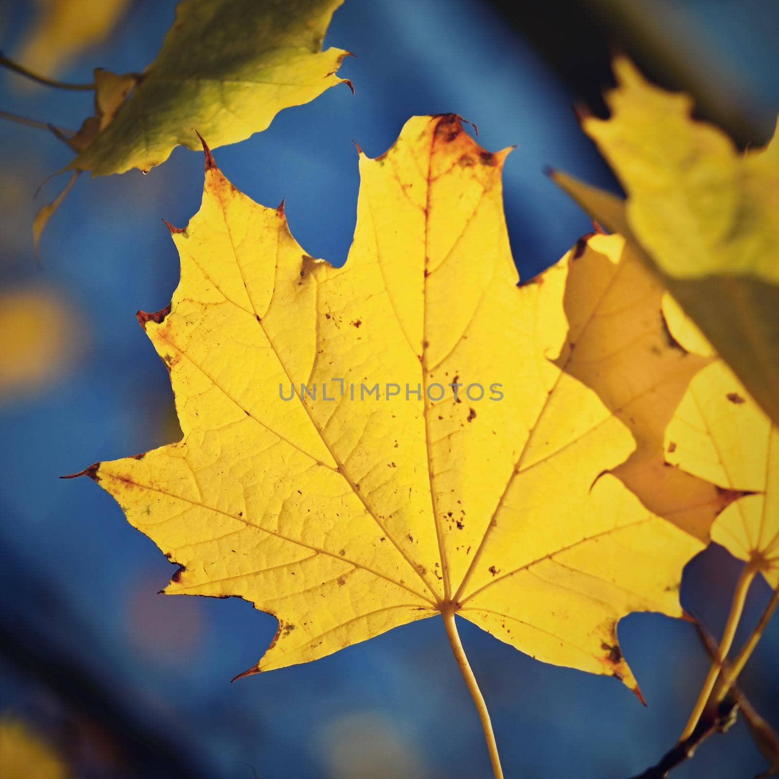 Autumn. Beautiful colorful leaves on trees in autumn time. Natural seasonal color background.  by Montypeter