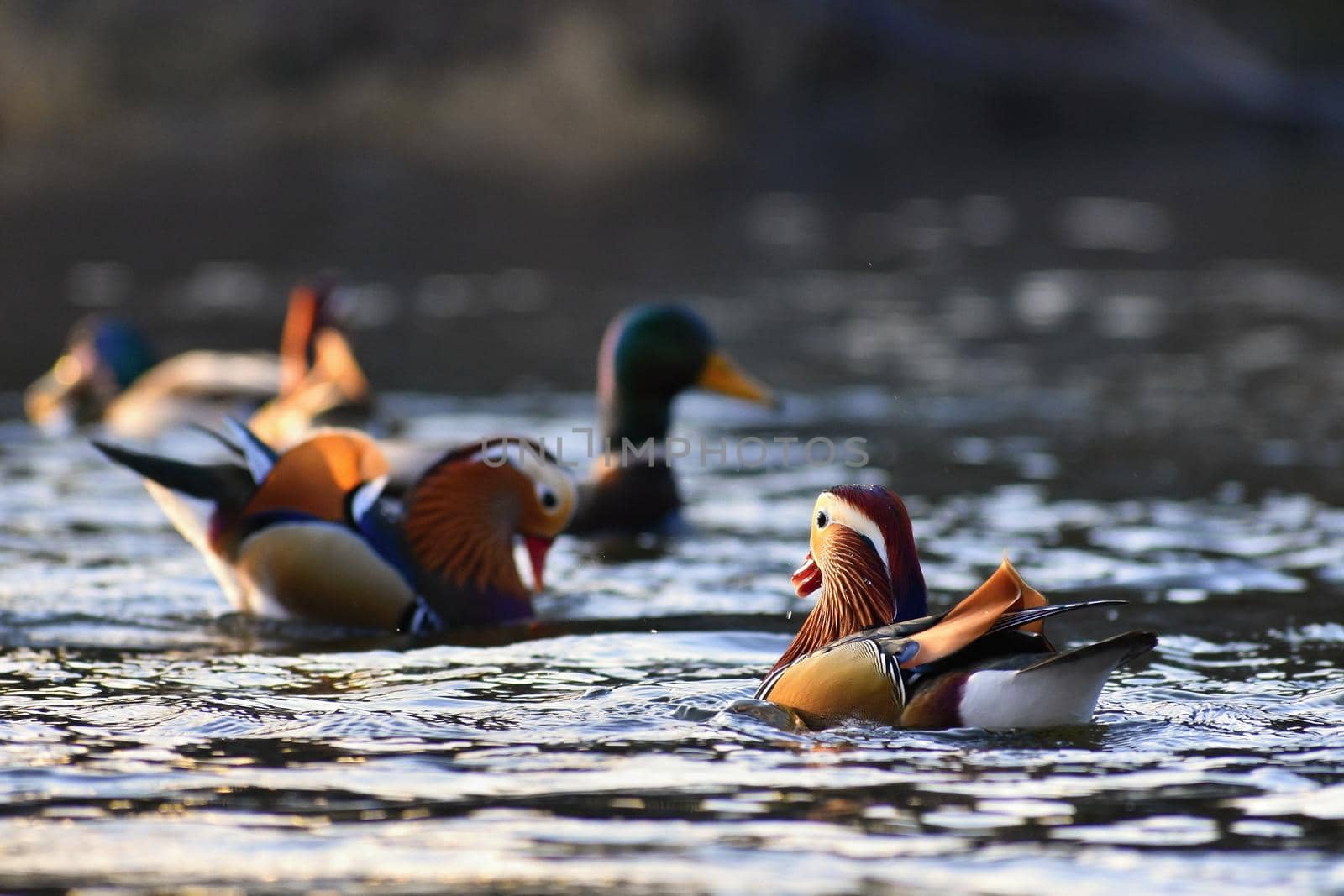 A colourful male mandarin duck. (Aix galericulata) by Montypeter