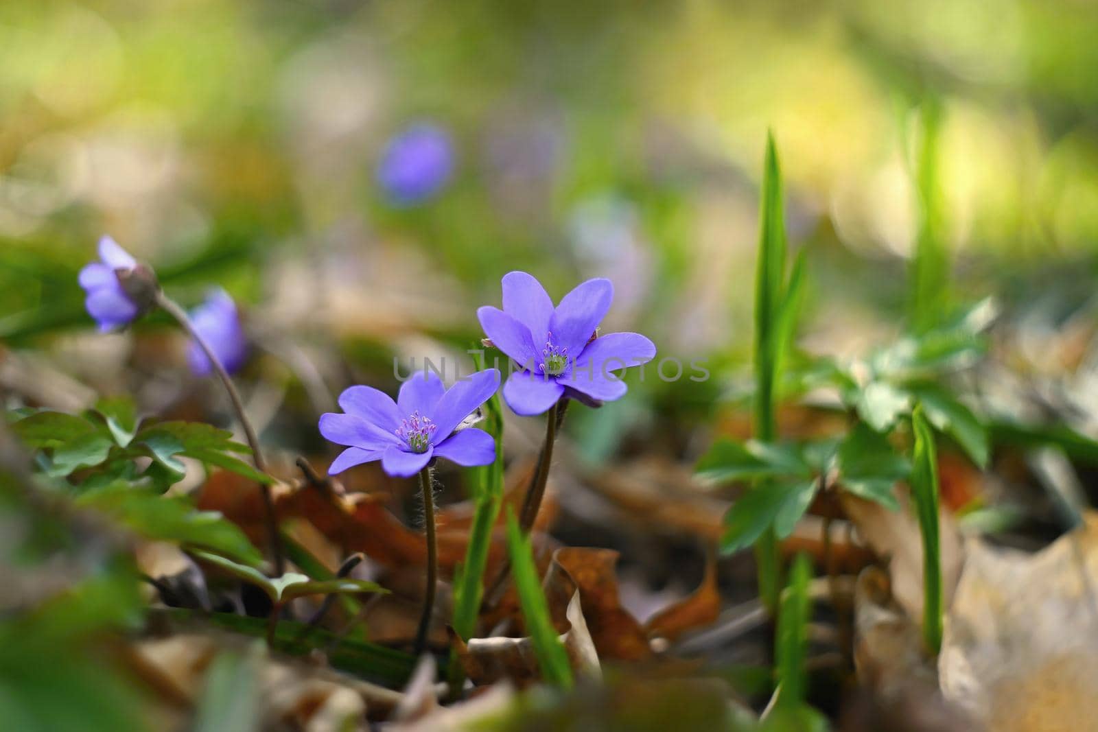 Spring flower. Beautiful blooming first small flowers in the forest. Hepatica. (Hepatica nobilis) by Montypeter