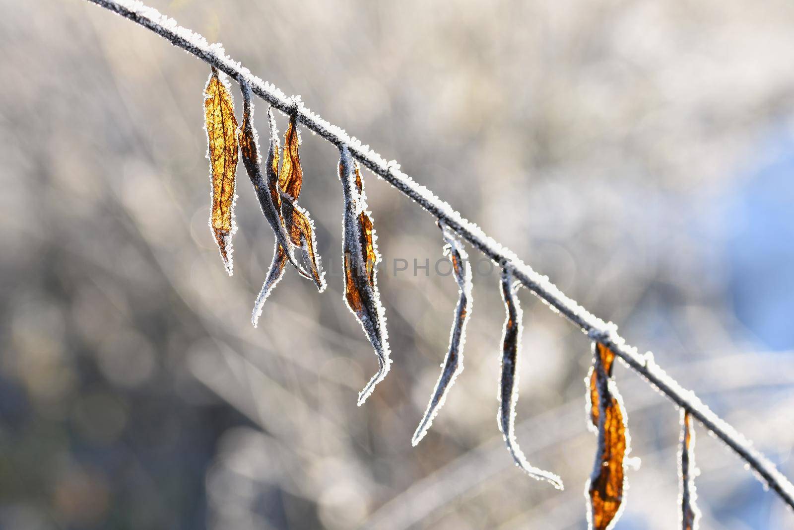 Frost and snow on branches. Beautiful winter seasonal  background. Photo of frozen nature. by Montypeter