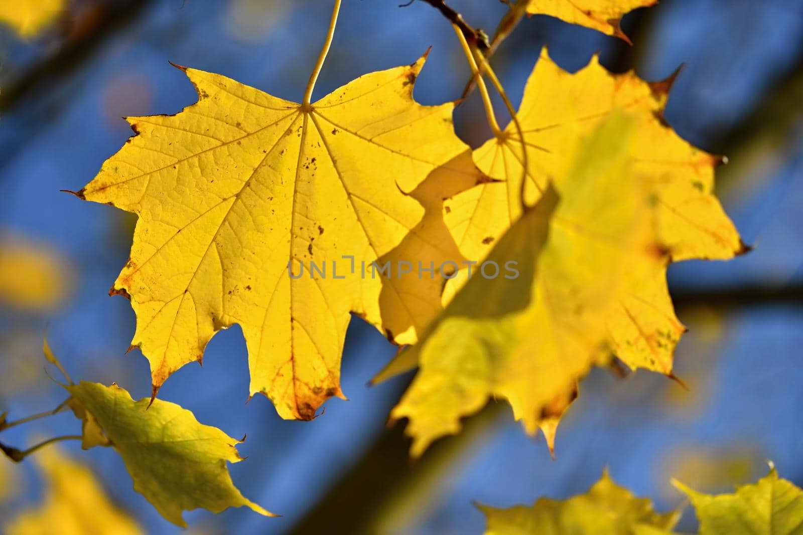 Autumn. Beautiful colorful leaves on trees in autumn time. Natural seasonal color background.  by Montypeter