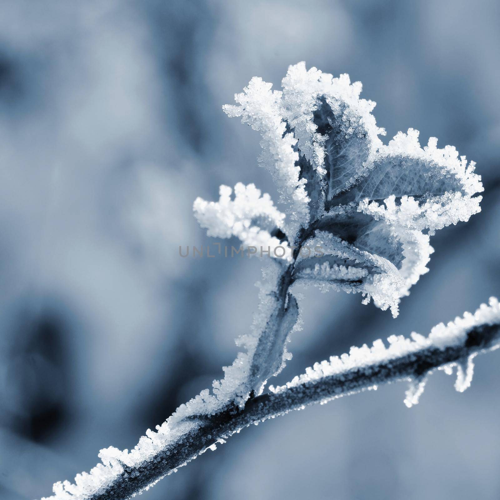 Frost and snow on branches. Beautiful winter seasonal  background. Photo of frozen nature. by Montypeter