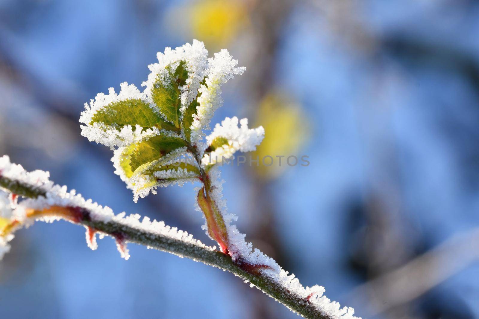 Frost and snow on branches. Beautiful winter seasonal  background. Photo of frozen nature. by Montypeter