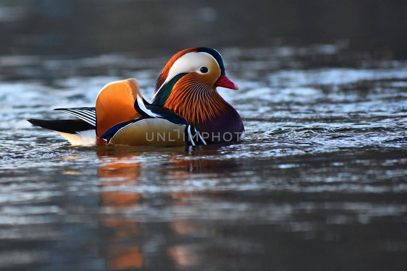 A colourful male mandarin duck. (Aix galericulata) by Montypeter