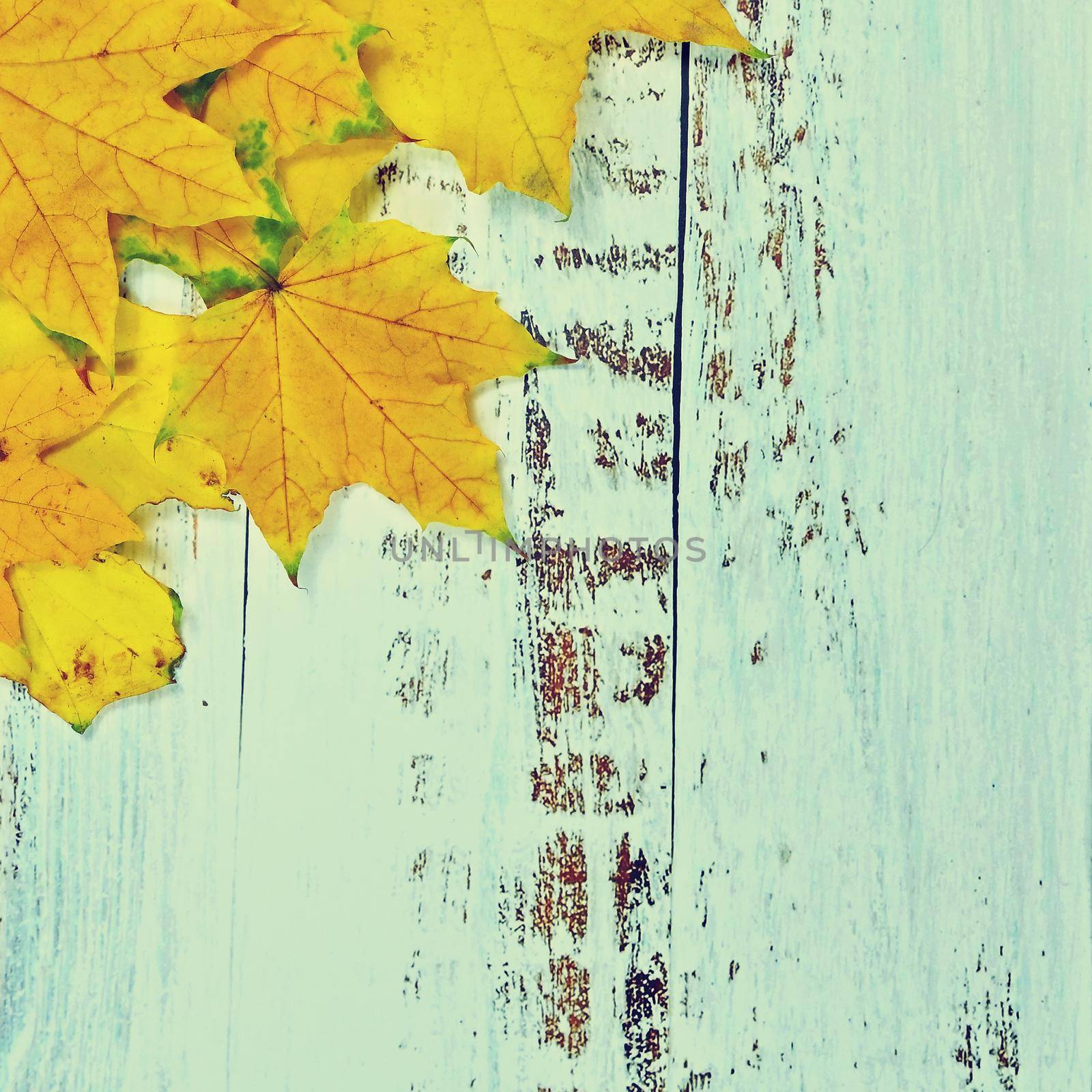 Autumn background with colored leaves on wooden board. Flat lay, top view, copy space.