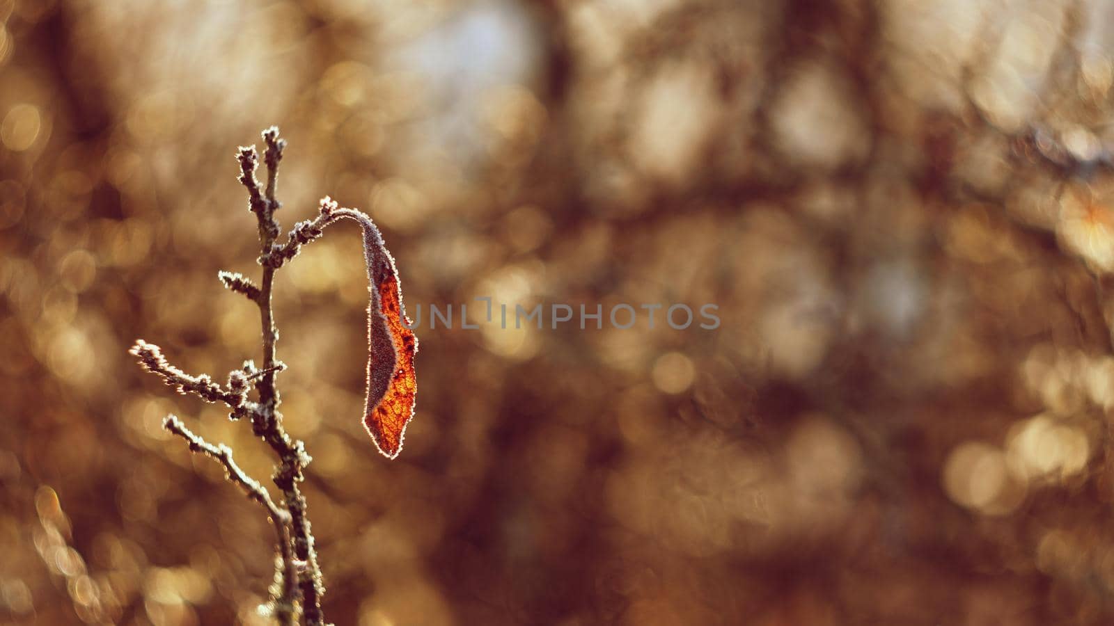 A beautiful shot of nature with sunset. Photo of an old lens with a beautiful blurred and colorful background.