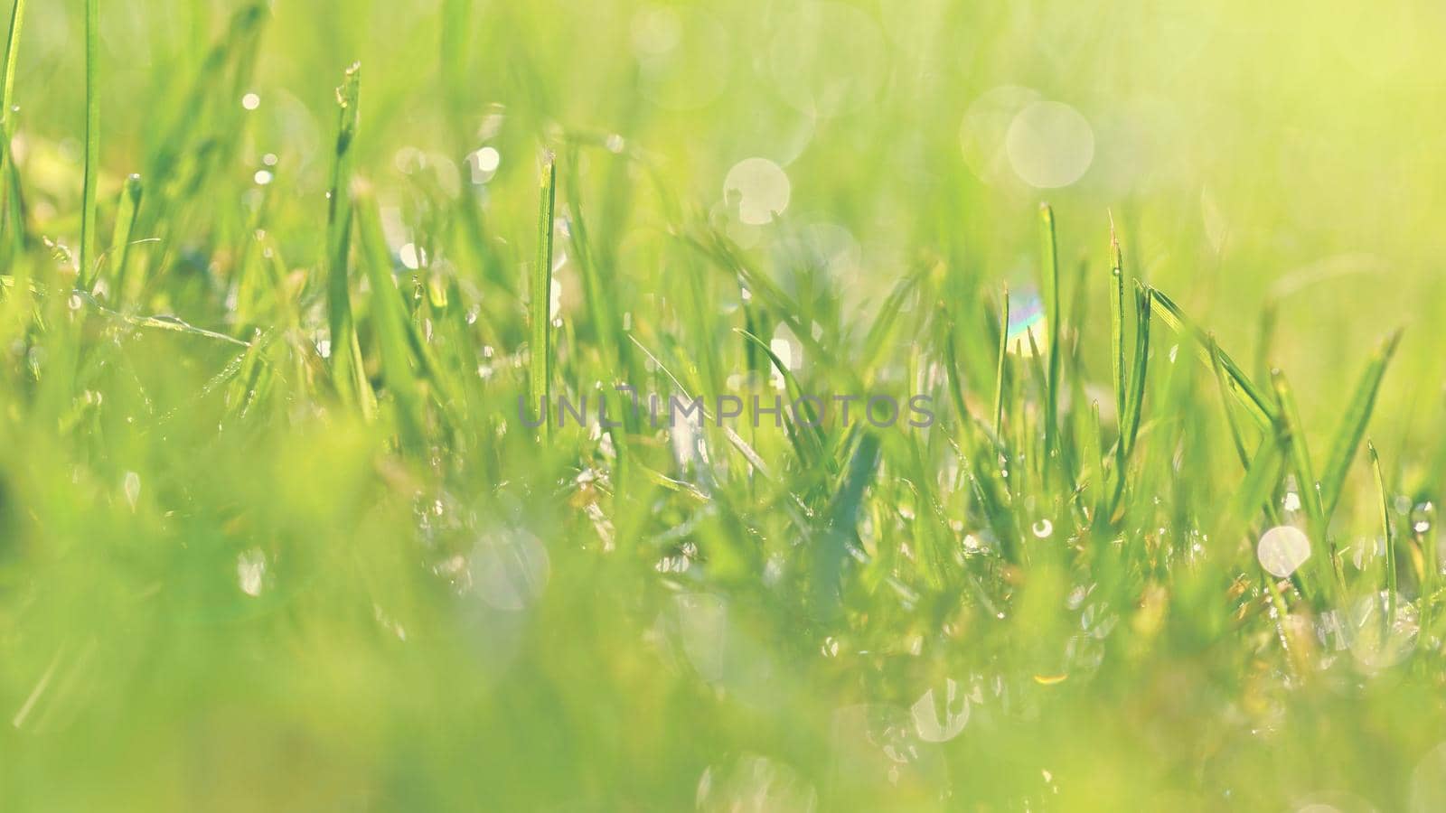 Spring nature. Dew in the grass. Fresh green concept and abstract colorful background. by Montypeter