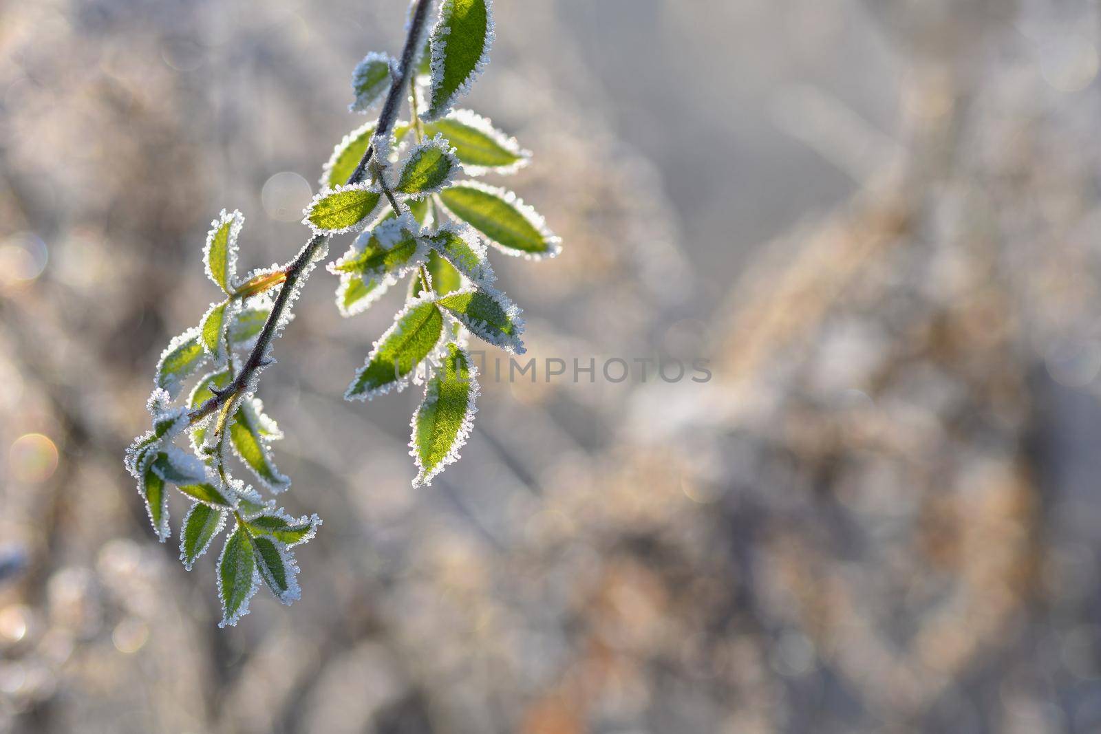 Winter landscape. Frost on branches. Beautiful winter seasonal natural background.