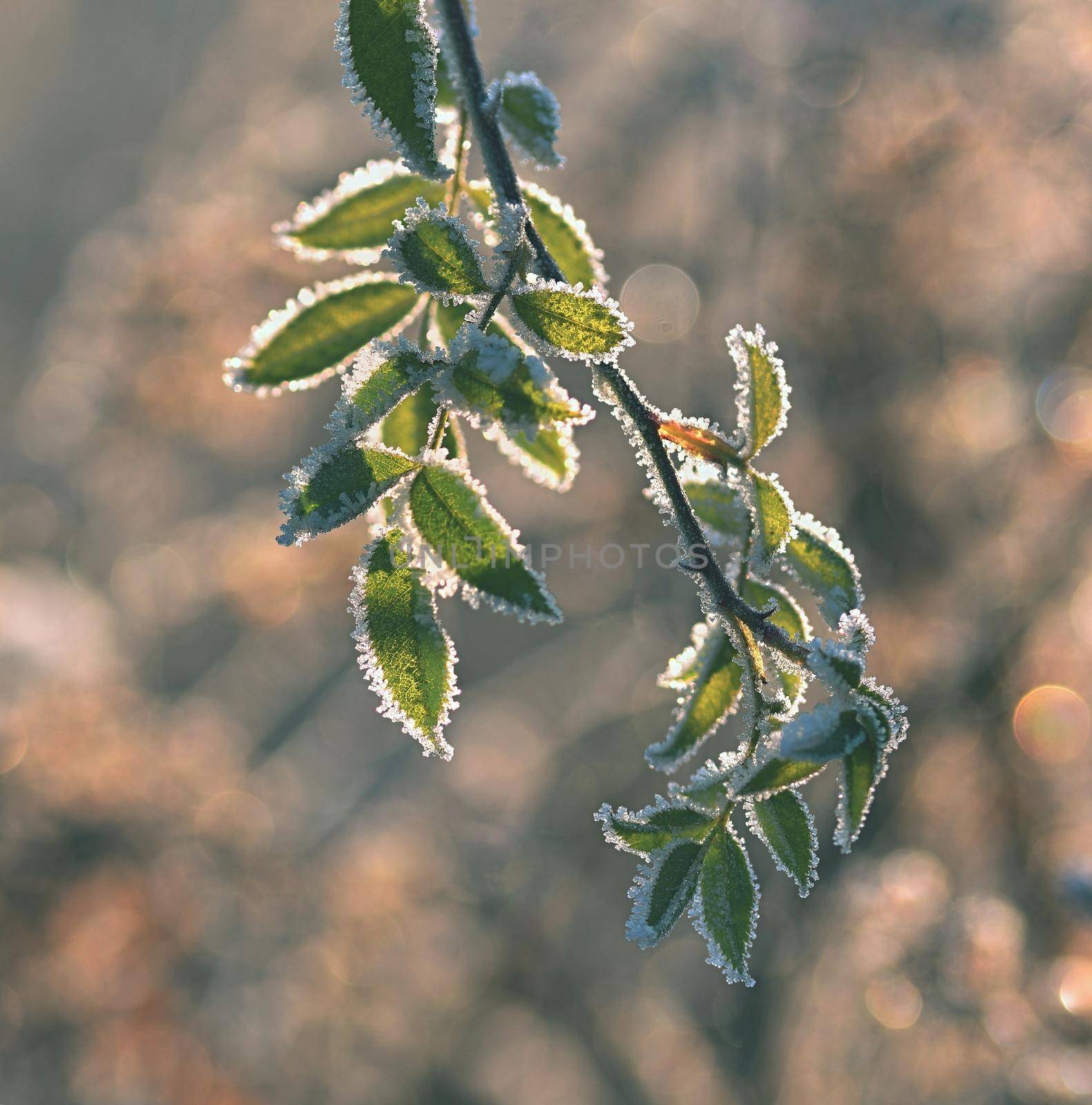 Frost on branches. Beautiful winter seasonal natural background. by Montypeter