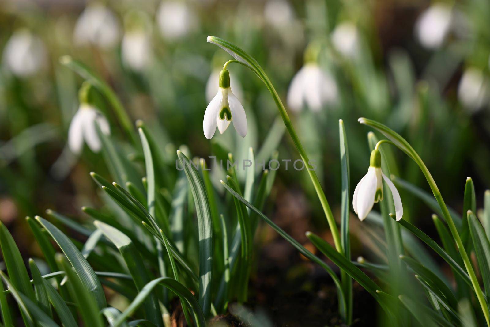 Spring flowers. The first flowering white plants in spring. Natural colorful background. (Galanthus nivalis) by Montypeter