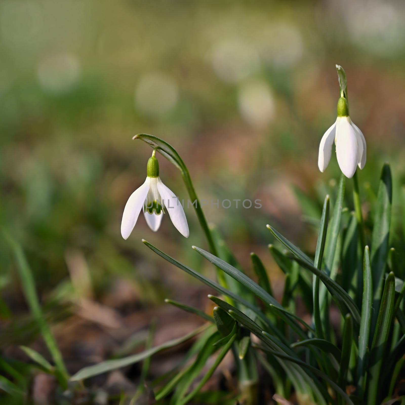 Spring flowers. The first flowering white plants in spring. Natural colorful background. (Galanthus nivalis) by Montypeter