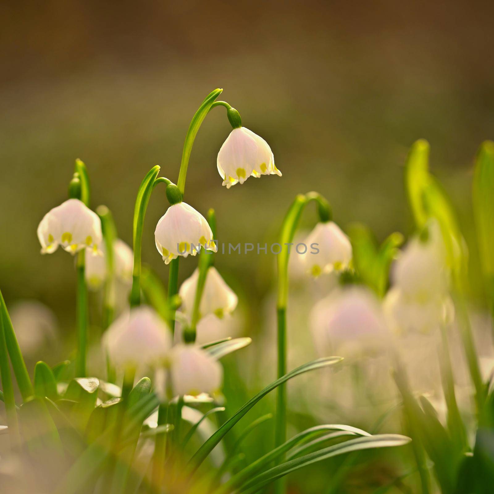 Spring snowflake flower (Leucojum vernum). by Montypeter