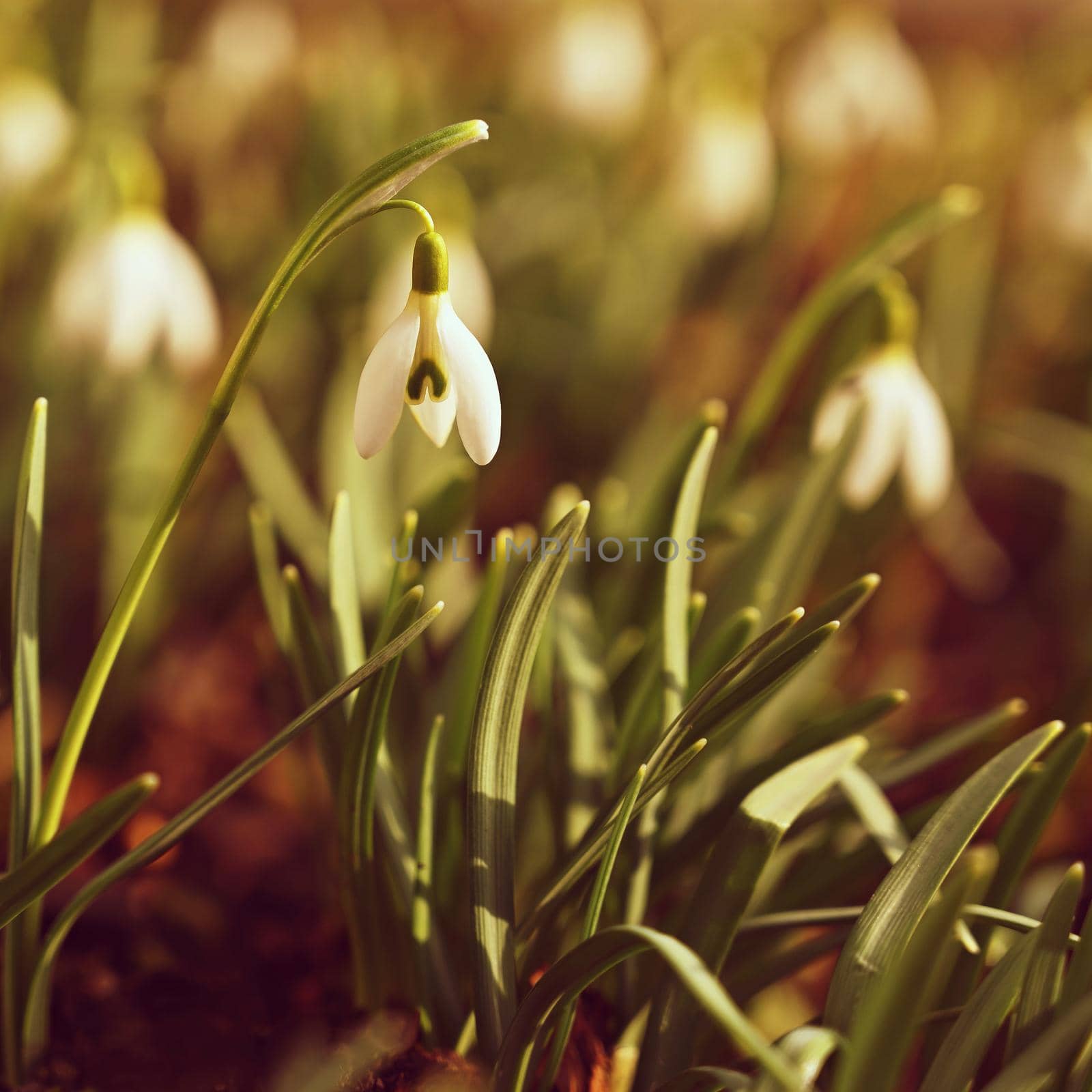 Spring flowers. The first flowering white plants in spring. Natural colorful background. (Galanthus nivalis) by Montypeter