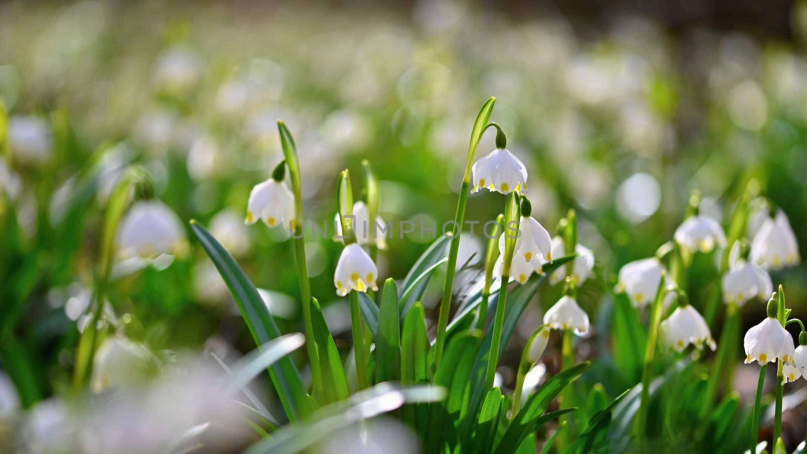 Spring snowflake flower (Leucojum vernum).
Beautiful white spring flower in forest. Colorful nature background.