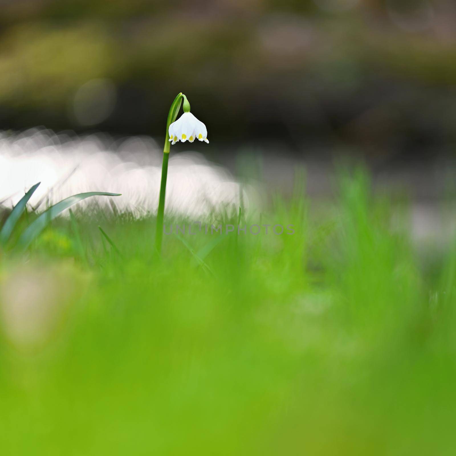 Spring snowflake flower (Leucojum vernum). by Montypeter