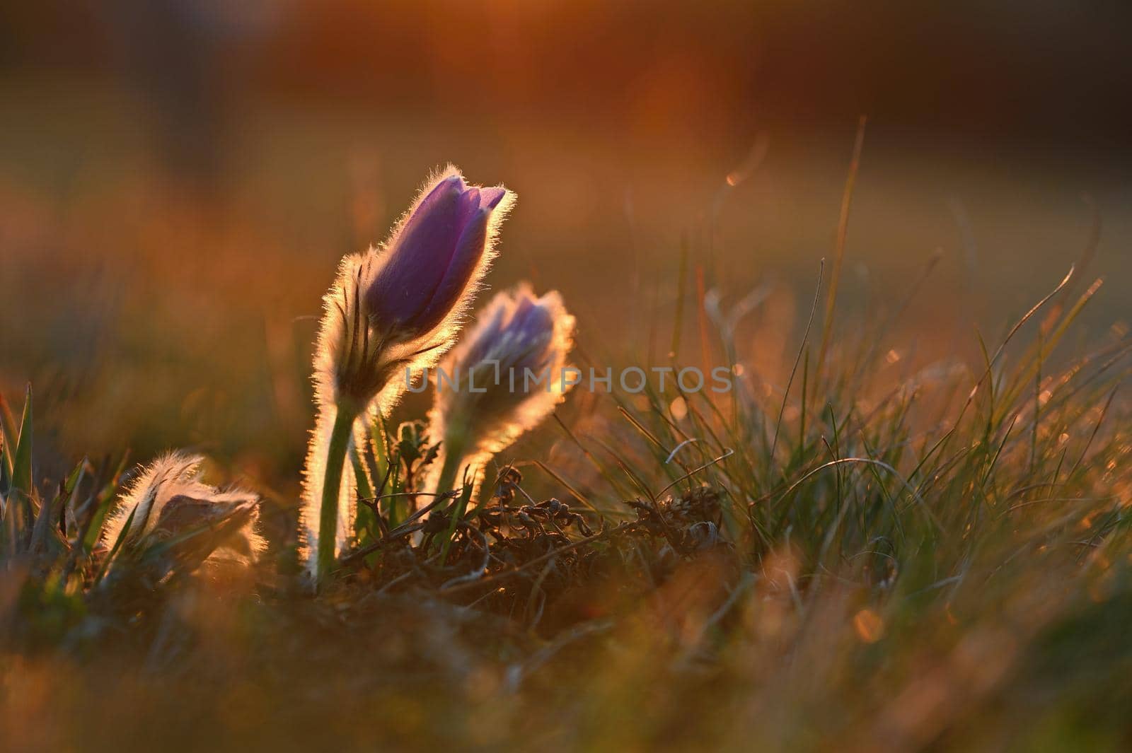 Spring flowers. Beautifully blossoming pasque flower and sun with a natural colored background. (Pulsatilla grandis)