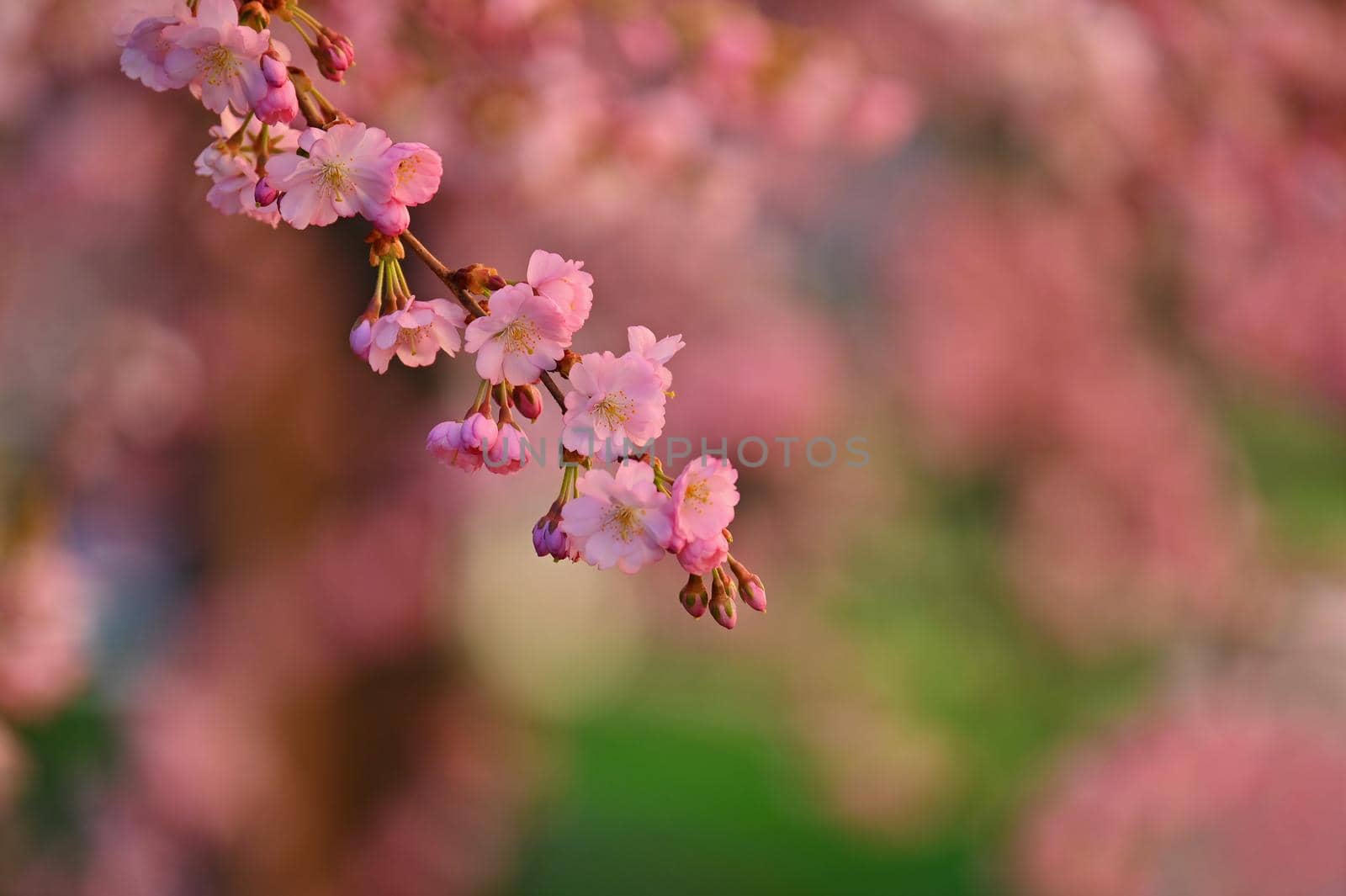 Spring background. Beautiful flowering tree with natural colors. by Montypeter