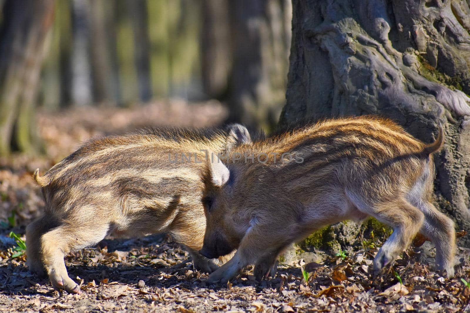 Animal - wild boar in the wild. by Montypeter