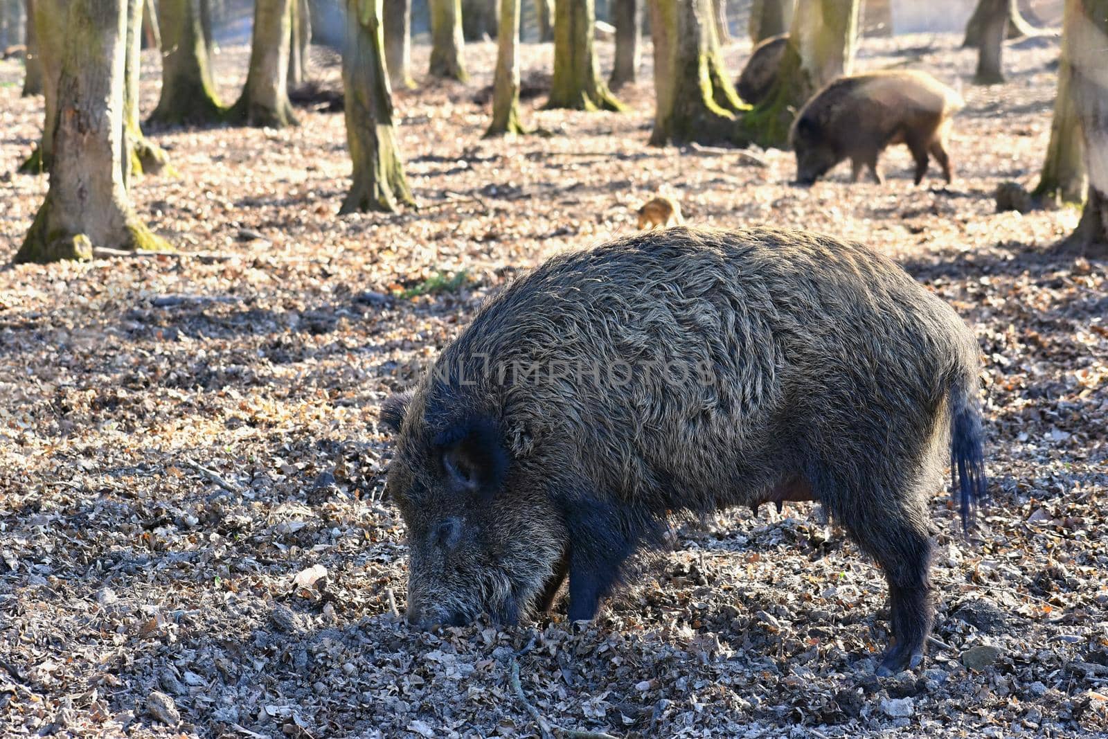 Animal - wild boar in the wild.