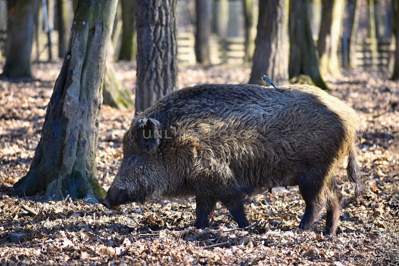 Animal - wild boar in the wild.