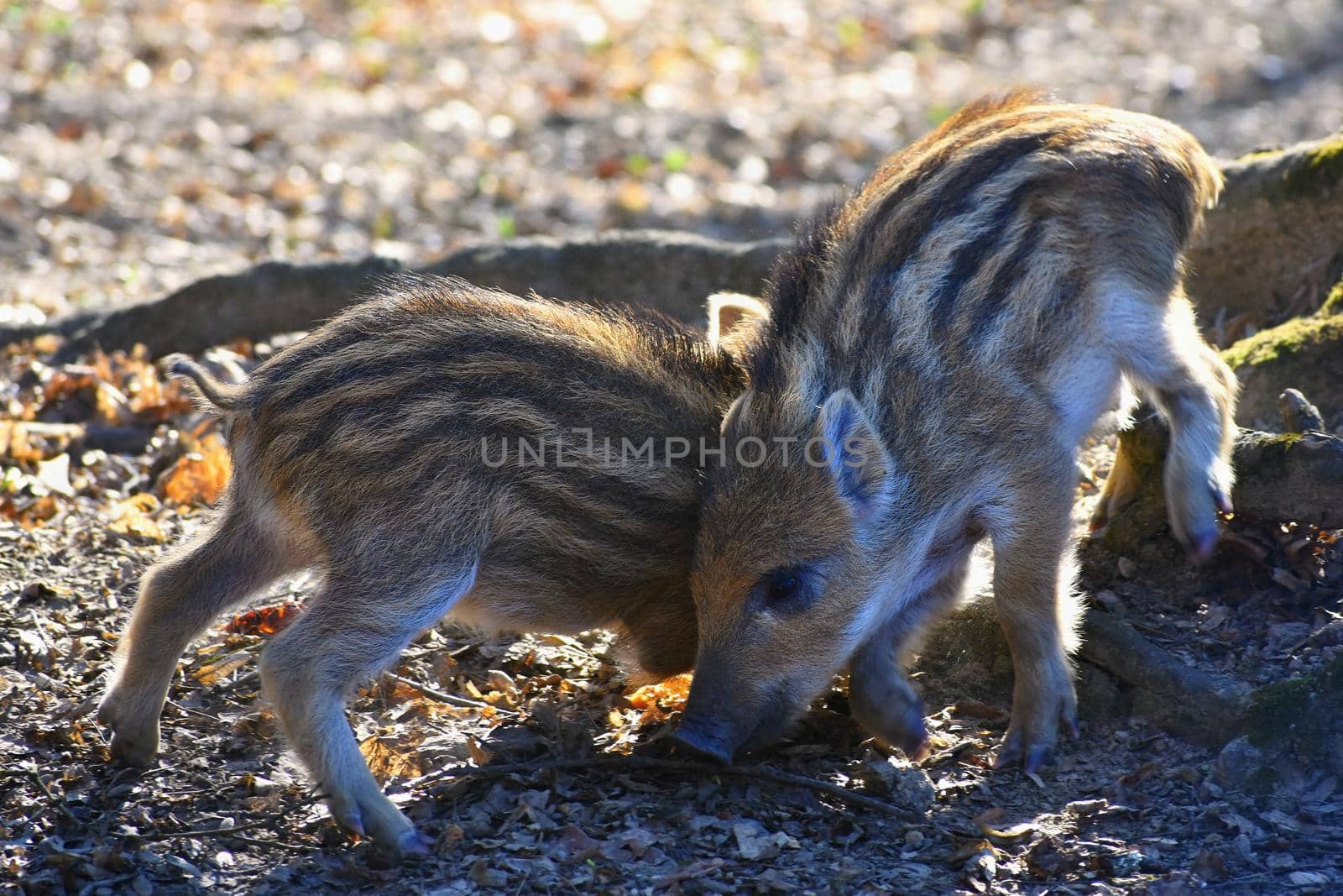 Animal - wild boar in the wild. by Montypeter