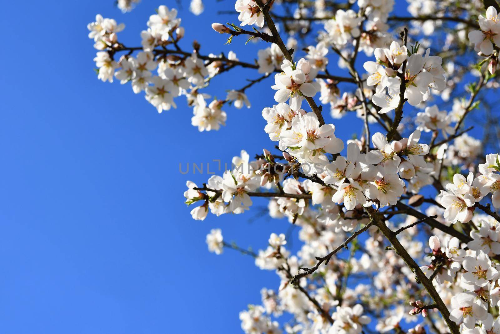 Spring tree. Beautiful flowering almond. by Montypeter