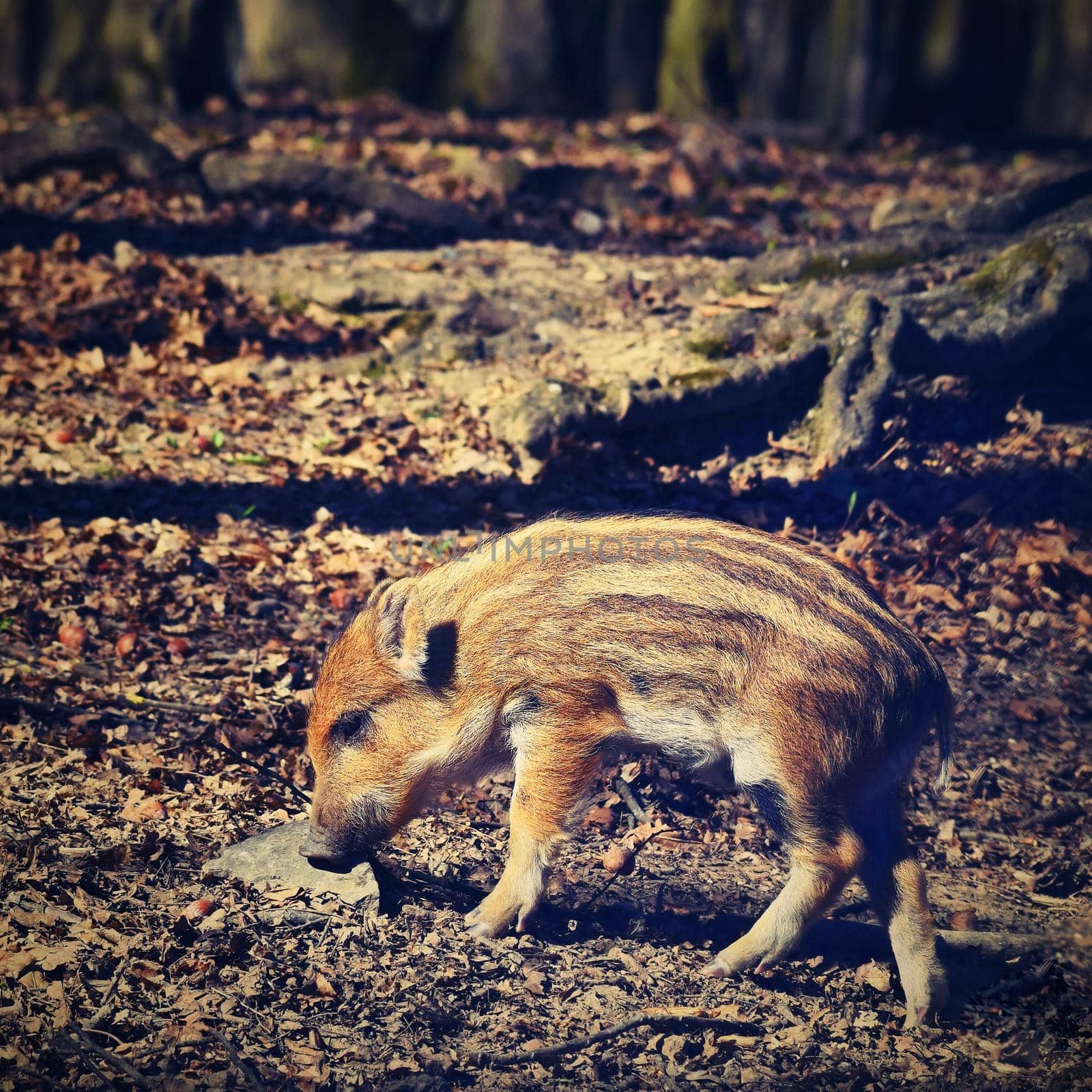 Animal - wild boar in the wild.